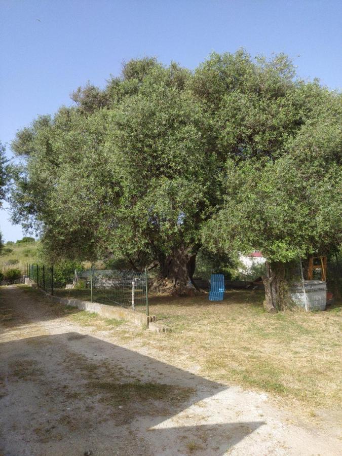 הוילה סורסו Casa Olea מראה חיצוני תמונה